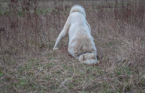 Hund Jakter Ett Hål — Stockfoto
