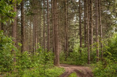 Peyzaj rezerv iğne yapraklı ormanlar
