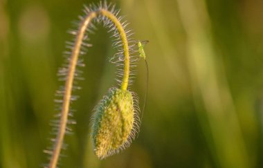 Uzun antenli küçük böcek