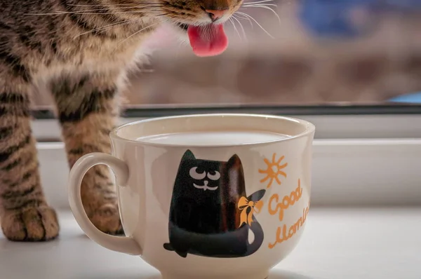 Die Katze Trinkt Milch Aus Einer Tasse — Stockfoto