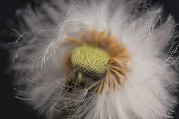 Enorme Diente León Macro Disparo — Foto de Stock