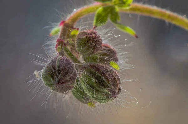 Dois Whiskered Desgrenhado — Fotografia de Stock