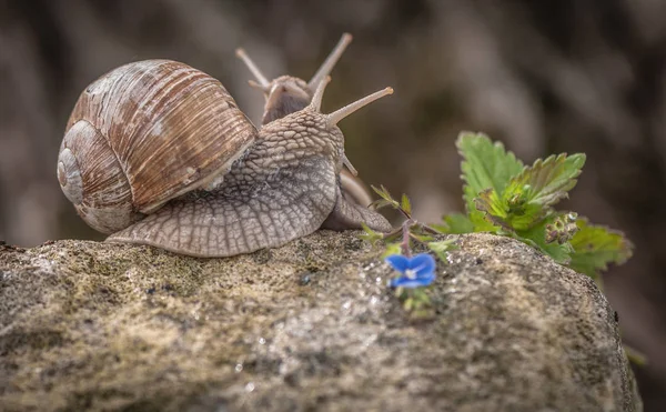 Two Snails Hugging Macro — Stock Photo, Image