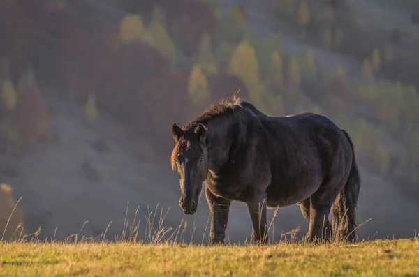 Dunkles Pferd Blickt Kamera — Stockfoto