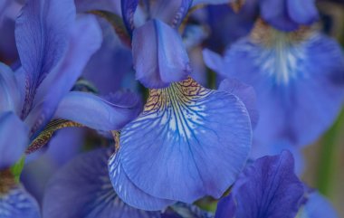 Dekoratif çiçek makro çekim