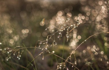 Çim makro atış üzerinde Çiy