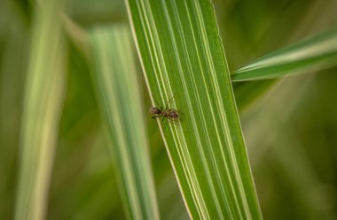 Küçük bir böcek Makro Shot