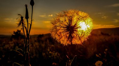 Gün batımı arka planda büyük karahindiba
