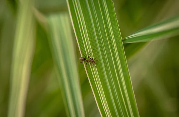 Pequeno Inseto Macro Shot — Fotografia de Stock