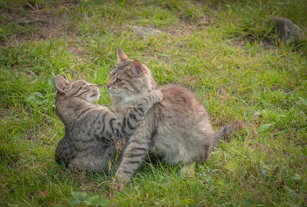 Dois Gatos Abraçar Gramado — Fotografia de Stock