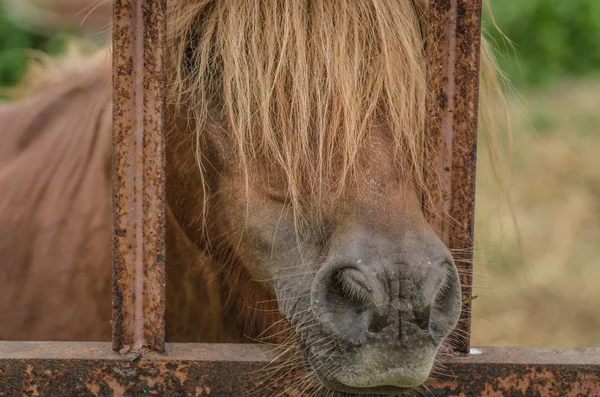 Malý Kůň Dlouhými Rolmi — Stock fotografie