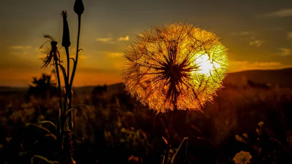 Gün batımı arka planda büyük karahindiba