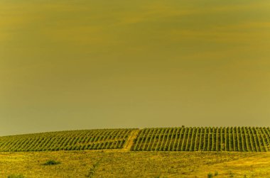 Yaz Sarhoş alanları Manzara