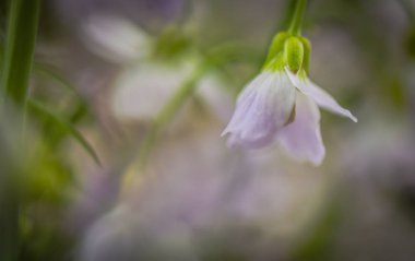 Yabani çiçek makro çekim