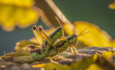 İki parlak çekirge dostum
