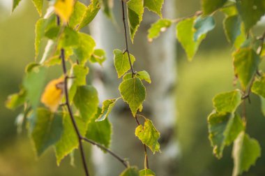 Gün batımında güzel huş dalları