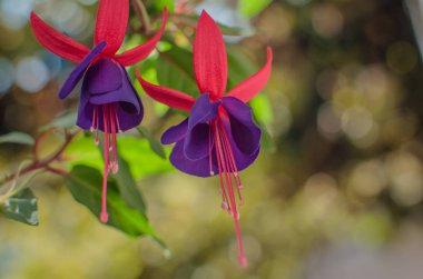 Dekoratif çiçek makro çekim