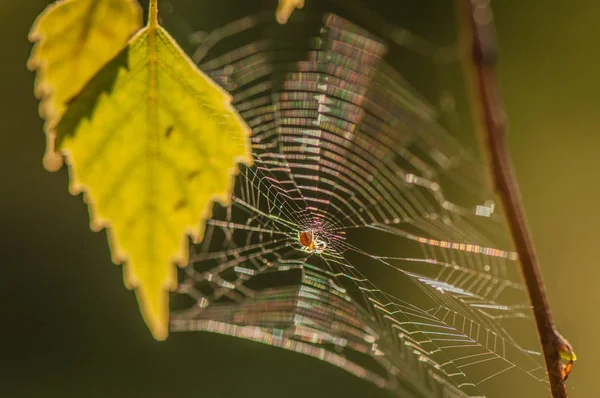 Gökkuşağı Renginde Parlak Web — Stok fotoğraf