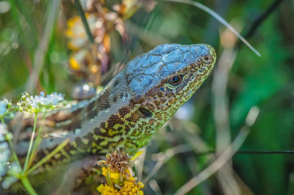 Bright Green Lizard Macro — Stock Photo, Image