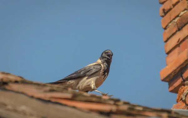 Krähe Auf Dem Dach — Stockfoto