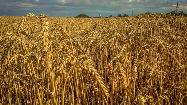 Pšeničné Pole Hradem Dálce — Stock fotografie