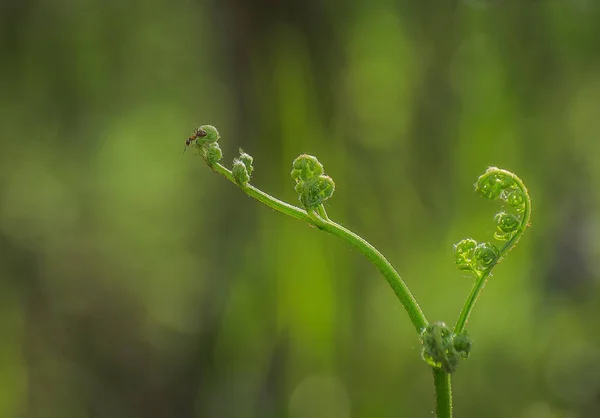 Yeşil Bitki Üzerinde Yalnız Karınca — Stok fotoğraf