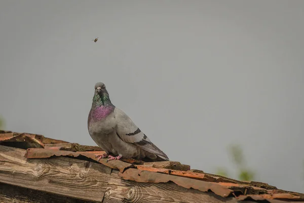 Dove Het Dak Insect — Stockfoto