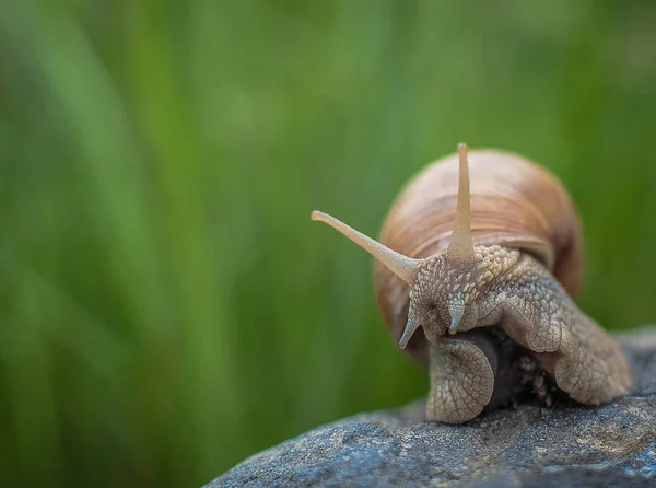 Forest Snail Macro Shot — Stock Photo, Image