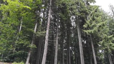 Karpat Dağlarındaki Orman