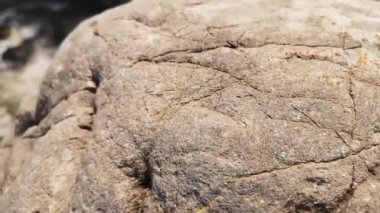 Karpat Dağları 'nda akan nehir.