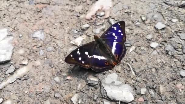 Butterfly Söker Vatten Jorden — Stockvideo