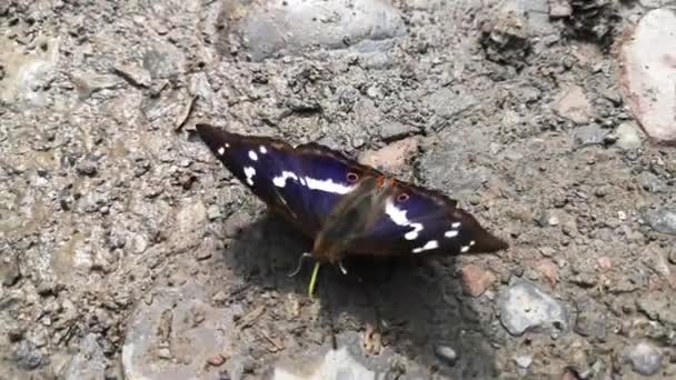 Mariposa Busca Agua Tierra — Vídeo de stock