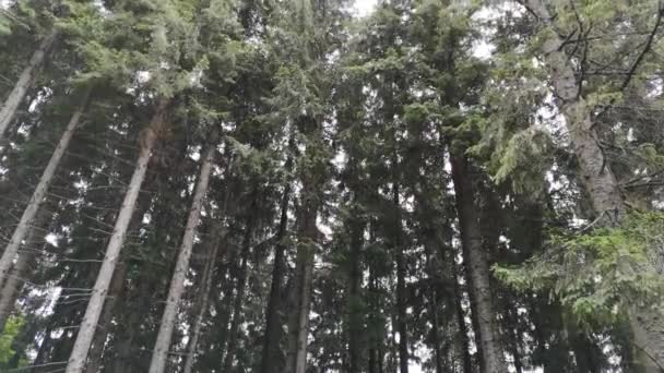 Bosque Las Montañas Cárpatas — Vídeos de Stock