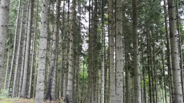 Wald Den Karpaten — Stockvideo
