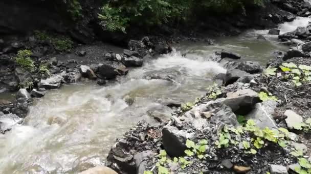 Voll Fließender Gebirgsfluss Den Karpaten — Stockvideo