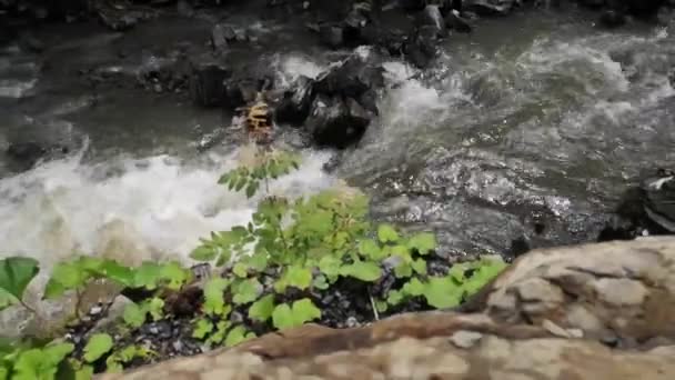 Rio Montanha Pleno Fluxo Nas Montanhas Cárpatas — Vídeo de Stock