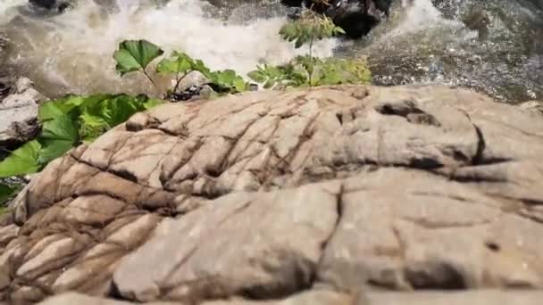 Full Flowing Mountain River Carpathian Mountains — Stock Video