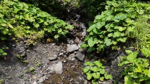 Río Montañoso Que Fluye Por Los Cárpatos — Vídeos de Stock