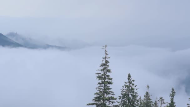 หมอก Carpathians งจากพาย ฝนฟ าคะนอง — วีดีโอสต็อก