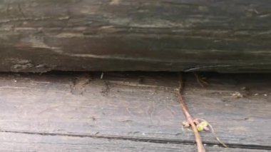 kertenkele güneşin altında basks