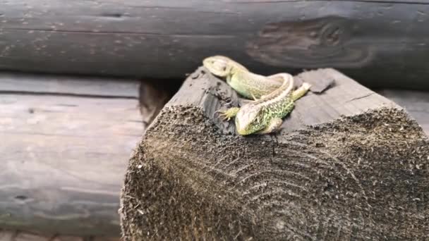 Lagarto Toma Sol — Vídeo de stock