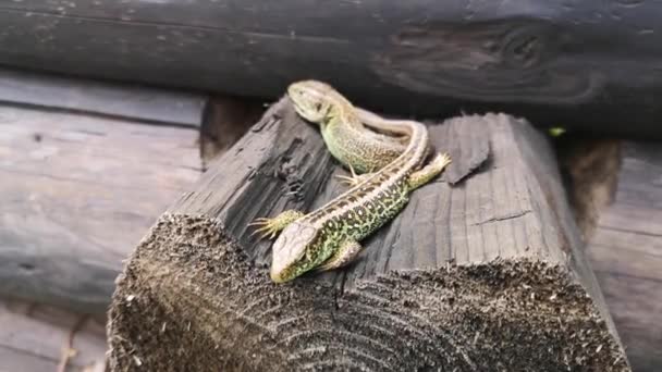 蜥蜴取暖在太阳 — 图库视频影像