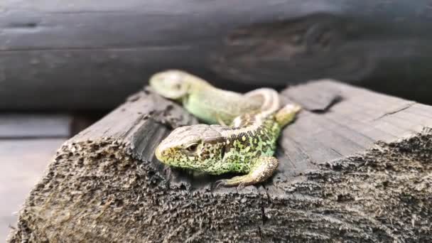 Lézard se prélasse au soleil 