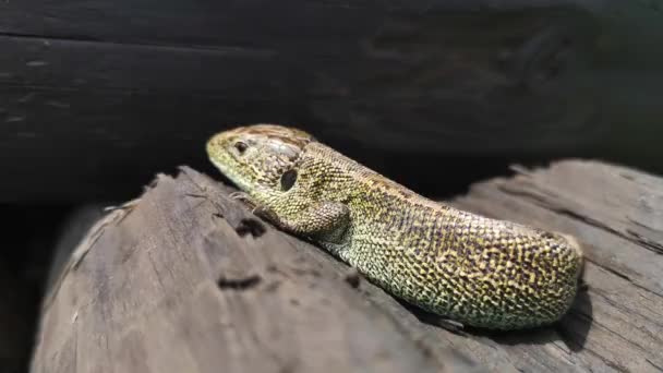 Lizard Basks Sun — Stock Video