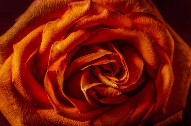 Yaprakları gelen Salute