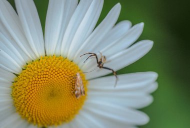 Hala hayat Othello ve Desdemona denilen
