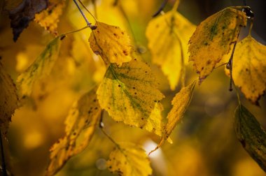 Kurutma giysi sonbahar makro
