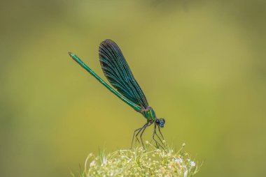 Güzel parlak yusufçuk makro