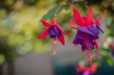 Parlak çiçekler makro shot