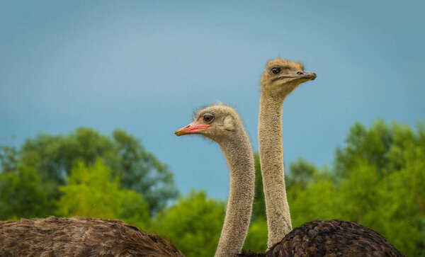 Portrait of two ostriches from the farm